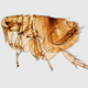 The Oriental rat flea, or Xenopsylla cheopis, can spread typhus through its poop.